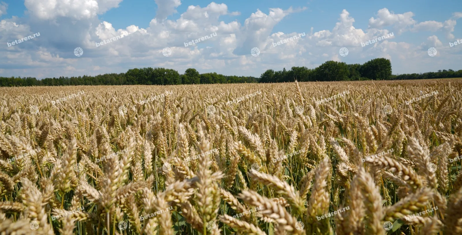 Sokrat — Comparison / field image 5