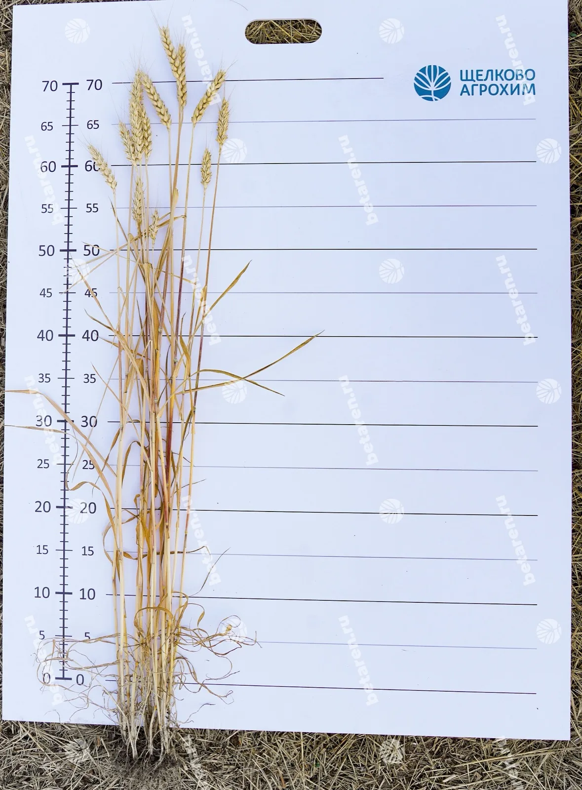 Volodya — Comparison / field image 2