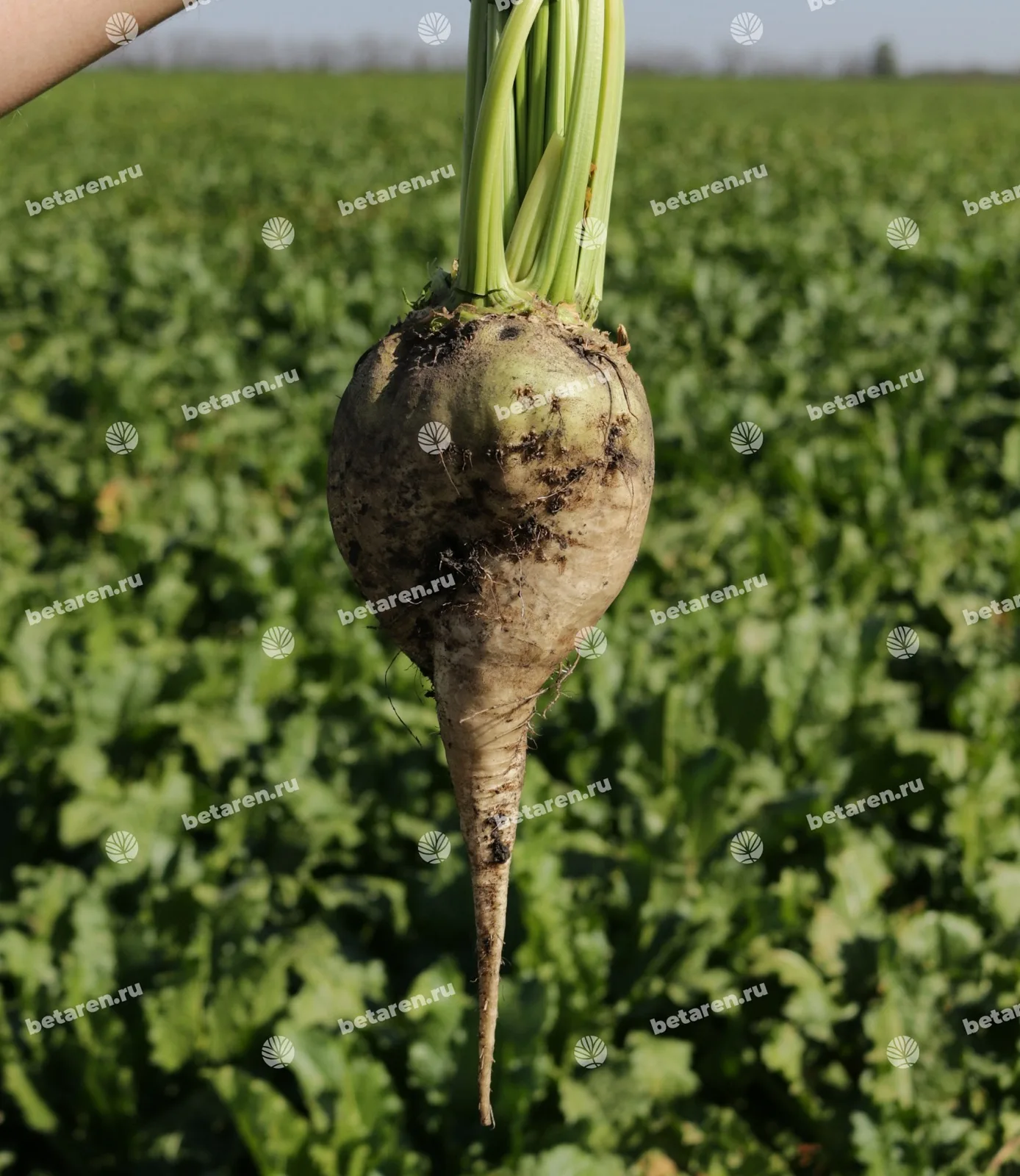 Volna — Comparación / campo 4
