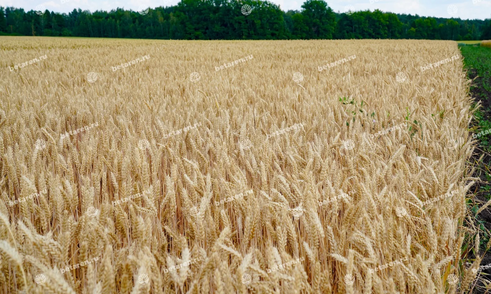 Volodya — Comparison / field image 3