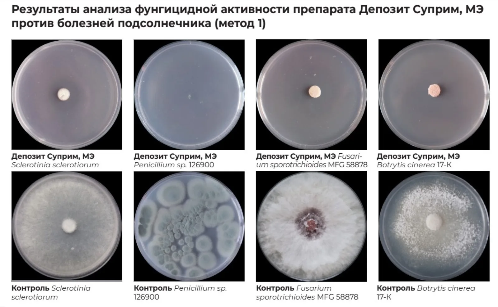 Влияние обработки семян сои фунгицидными протравителями на развитие надземной массы и корневой системы растений сои Лаборатория искусственного климата, отдел биологических исследований АО "Щелково Агрохим" №№ Вариант Норма расхода, л/т Надземная масса растений Масса корневой системы Сырая масса 100 растений, г Сырая масса к контролю, % Сухая масса к контролю, % Сырая масса 100 растений, г Сырая масса к контролю, % Сухая масса к контролю, % 1 Контроль - 215,4 100 100 57,0 100 100 2 Депозит Суприм, МЭ 1,2 226,5 105 98 84,3 148 130 3 Протравитель, КС на основе флудиоксонила + мефеноксама 1,5…