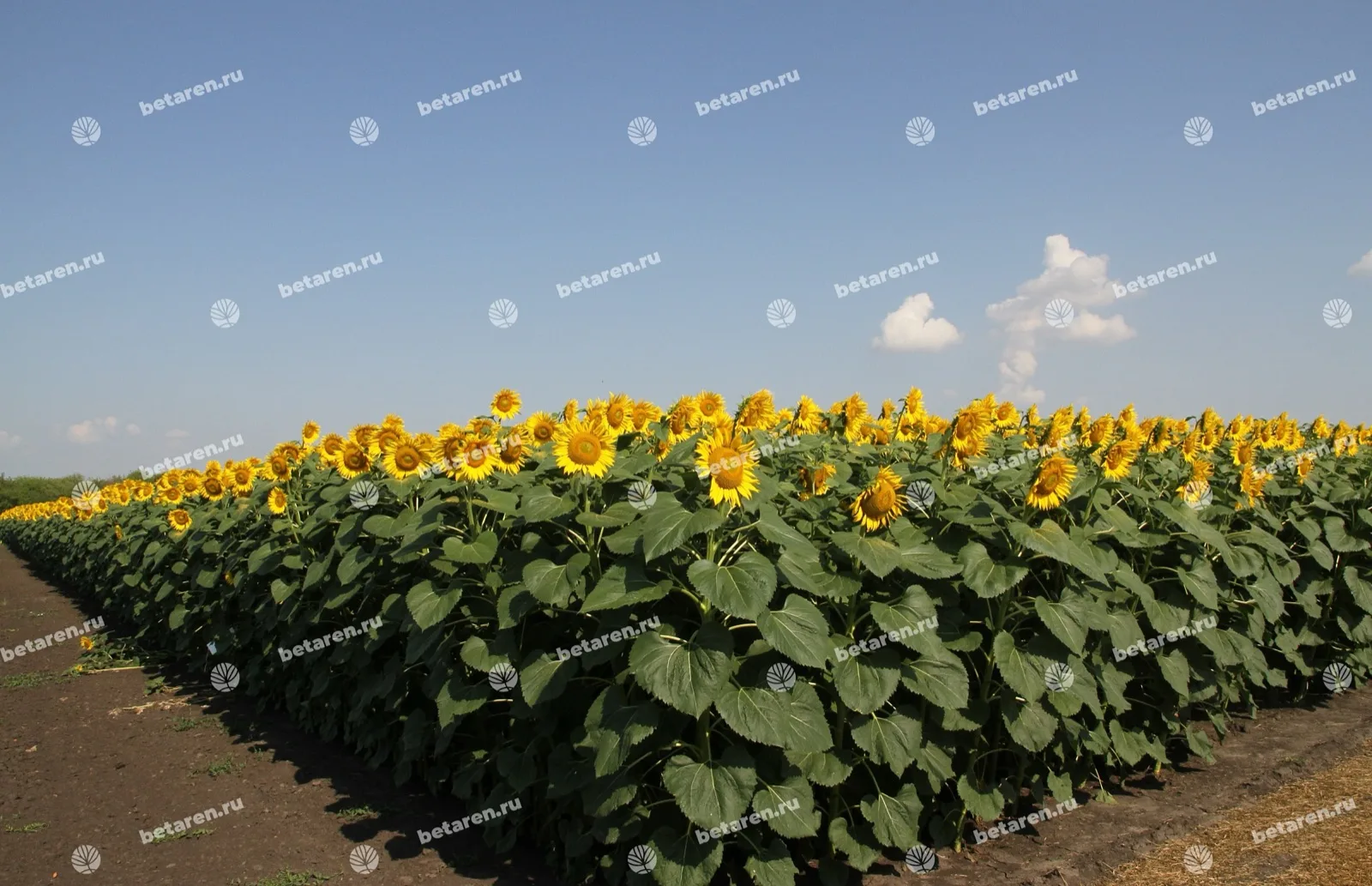 Krechet — Comparação / imagem de campo 11