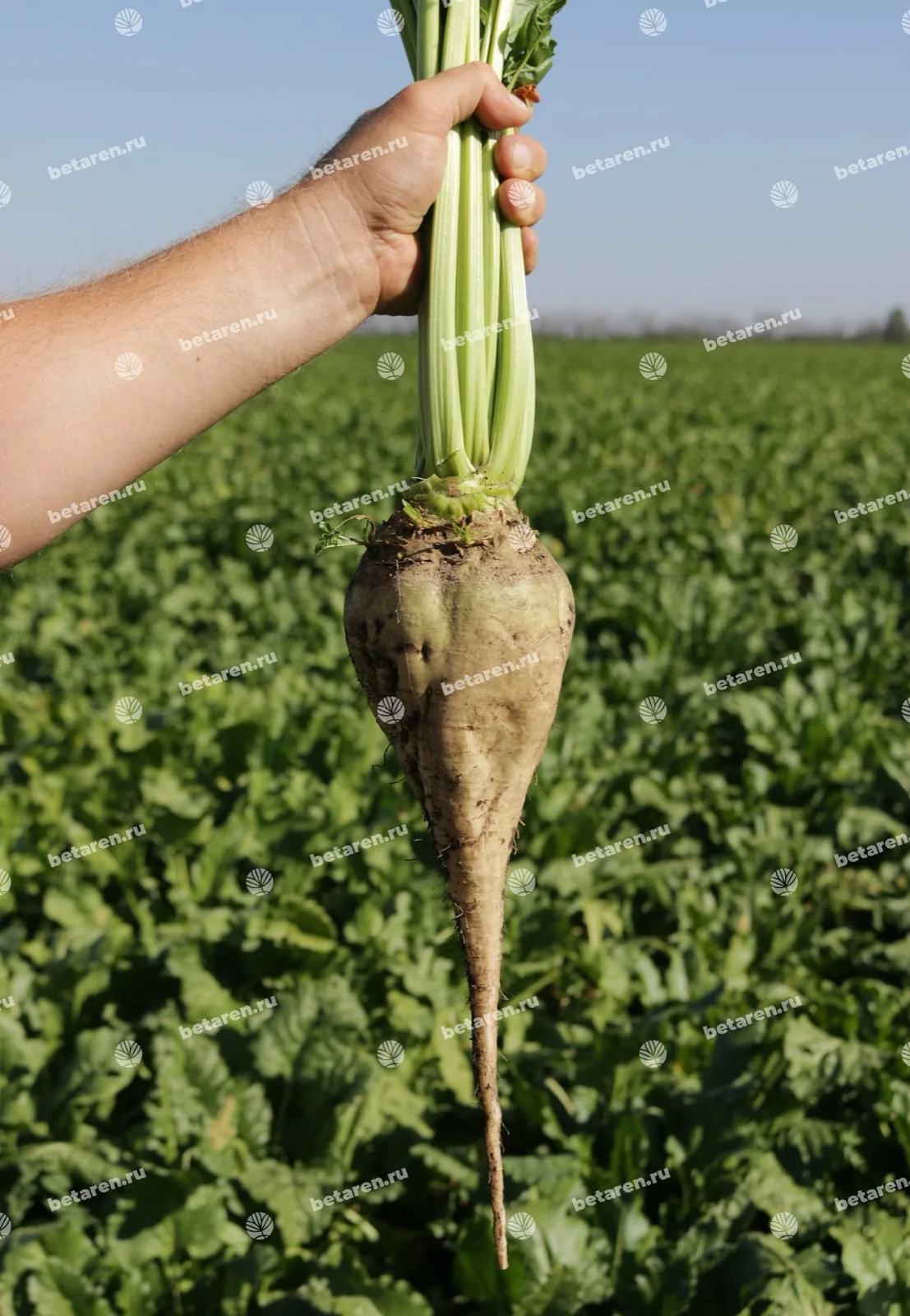 Molniya — Comparação / imagem de campo 4