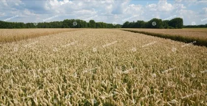 Sokrat