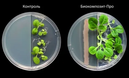Biokompozit-Pro, Zh