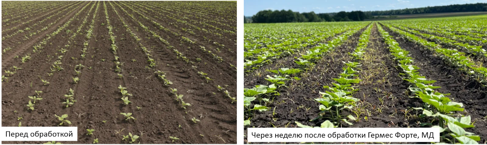Эффективность применения Гермес Форте, МД в Орловской области Свернуть