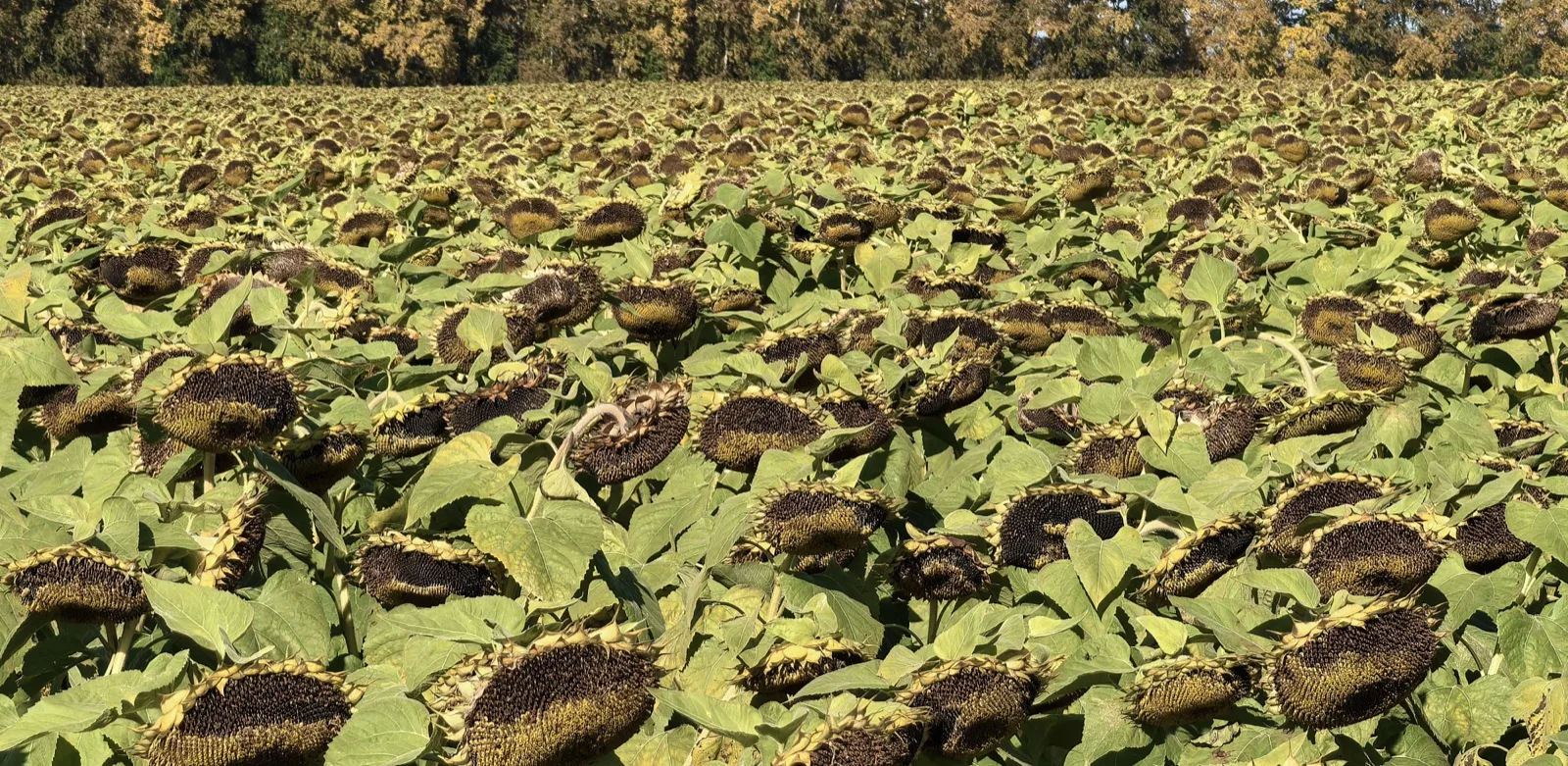 Freya — Comparison / field image 15
