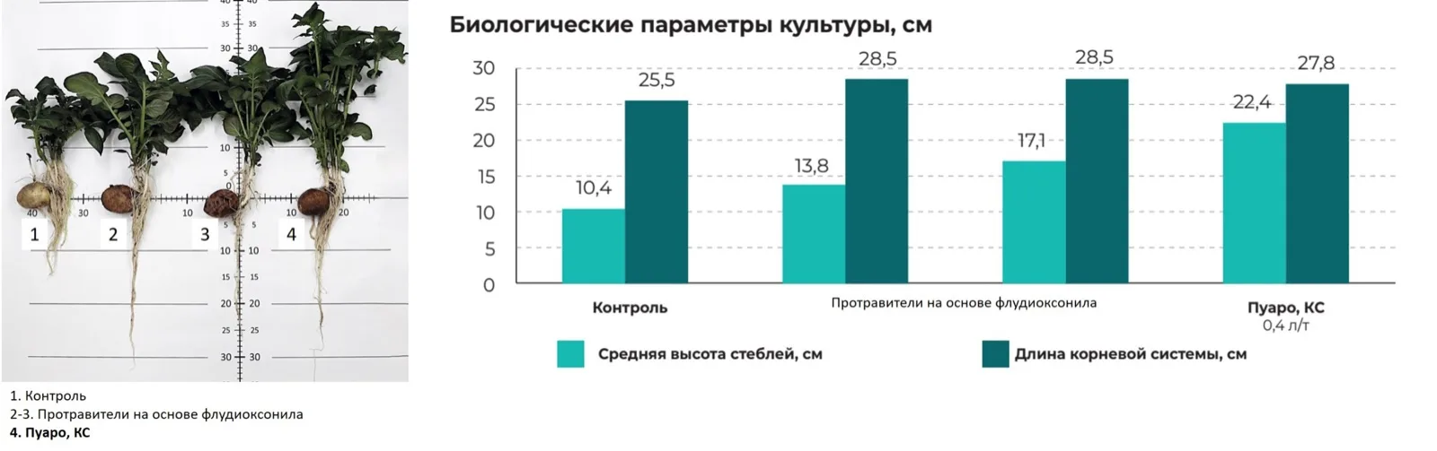 Результаты анализа бактерицидной активности рабочего раствора протравителя Пуаро, КС в отношении Bradyrhizobium japonicum Вариант Норма расхода препарата / рабочего раствора Средний диаметр зоны подавления роста B. japonicum, мм Контроль (без протравителя) - 0 Пуаро, КС 1,25 л/т / 8 л/т 0 Совместимость фунгицидного протравителя семян сои Пуаро, КС с инокулянтом Ризоформ Соя Влияние совместного применения протравителя семян Пуаро, КС и инокулянта Ризоформ Соя на формирование клубеньков на корнях сои (вегетационный эксперимент по методике Бартона, биолаборатория «Щелково Агрохим») Вариант Норма…