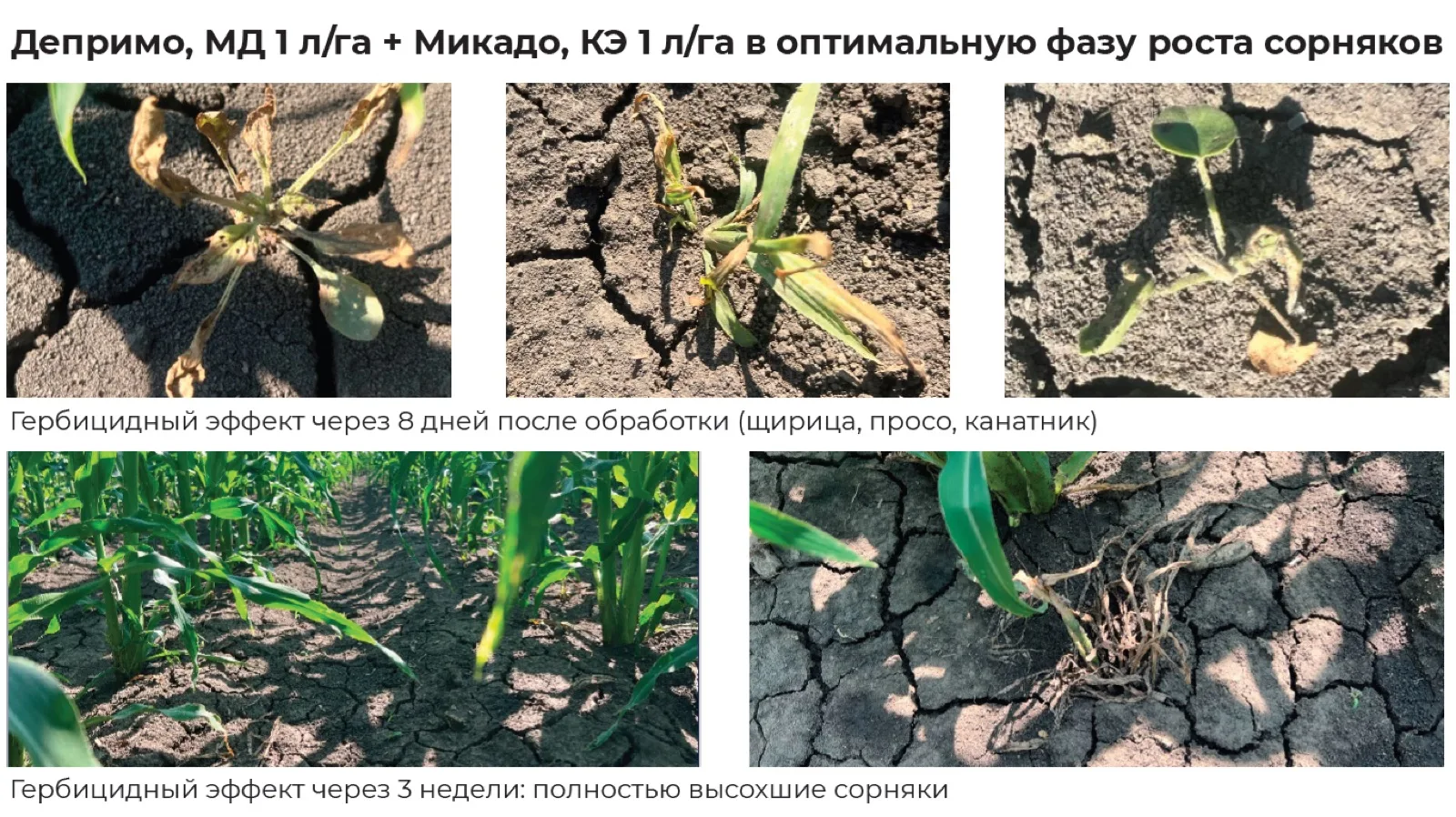 Эффективность Депримо, МД в Краснодарском крае Свернуть