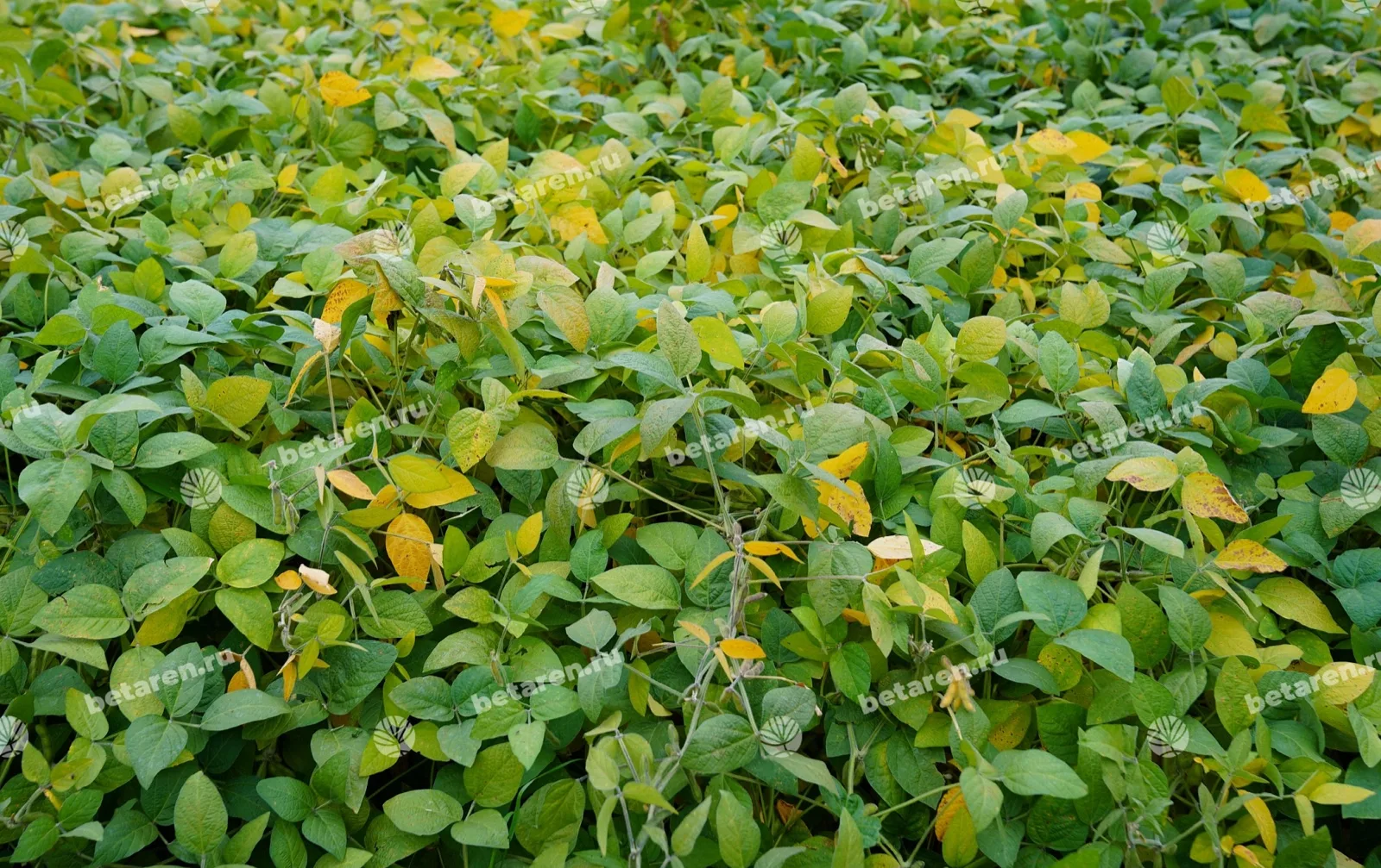 Egida — Comparison / field image 1