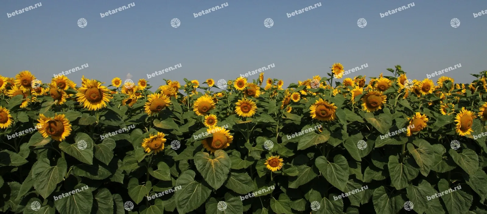 Freya — Comparison / field image 10