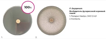 Polaris Kvatro, SME