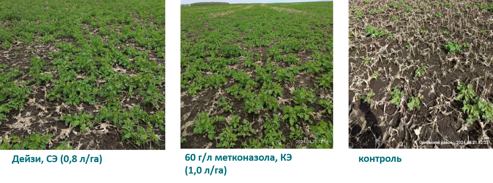 Дейзи, СЭ - росторегулятор на рапсе озимом Результат перезимовки озимого рапса Свернуть