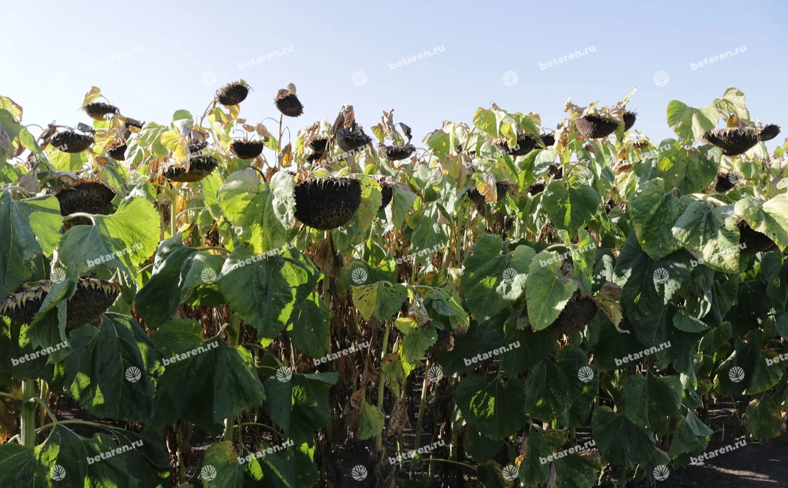 Freya — Comparison / field image 12