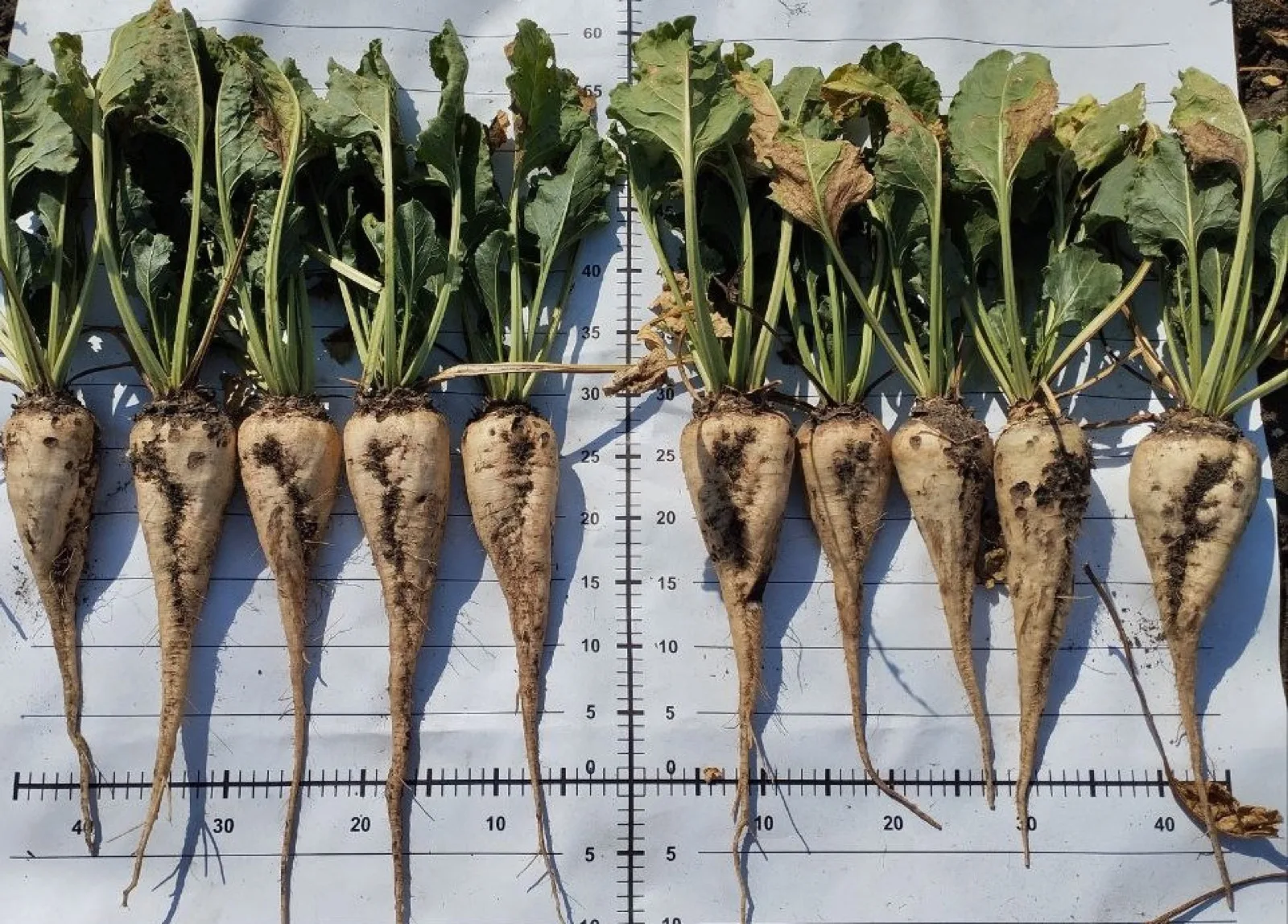 Molniya — Comparação / imagem de campo 5