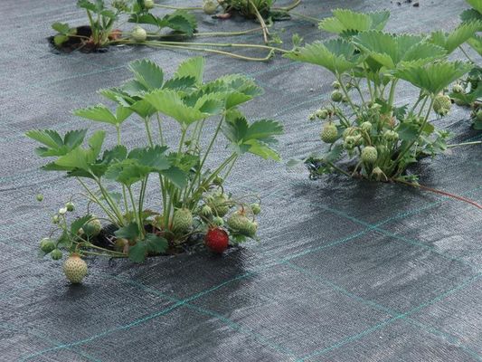 NUFERTO Woven ground cover PP 90